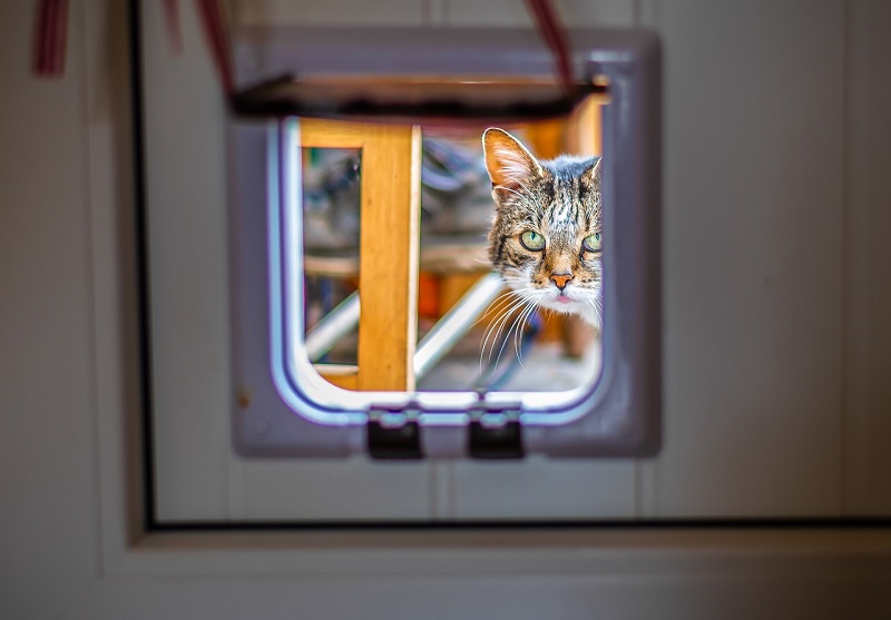 Cat Flap in Composite Door